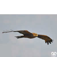 گونه کورکور سیاه Black Kite